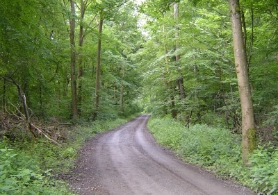 Waldweg nach km 4